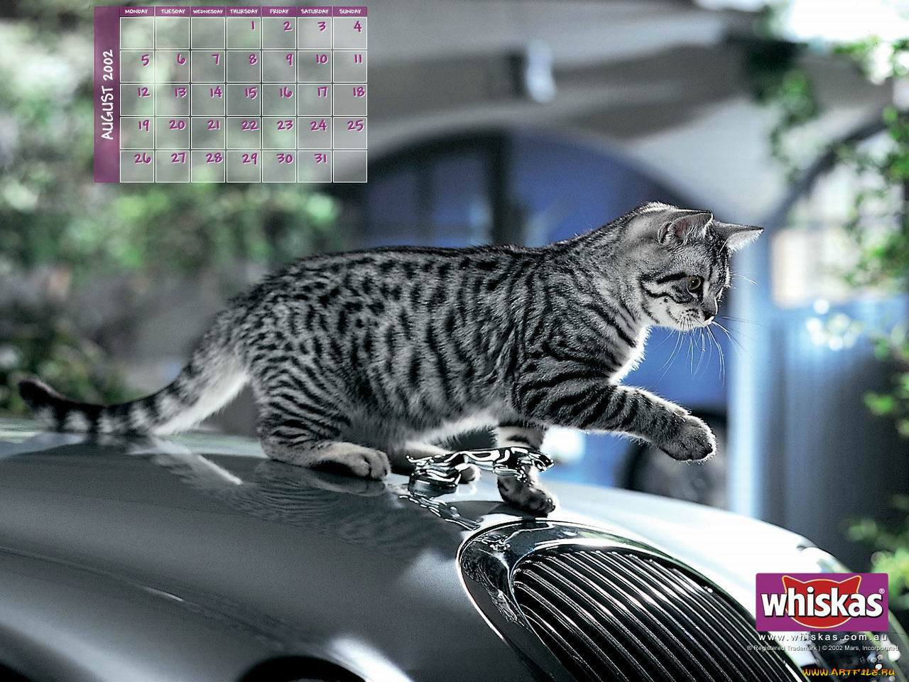 , whiskas